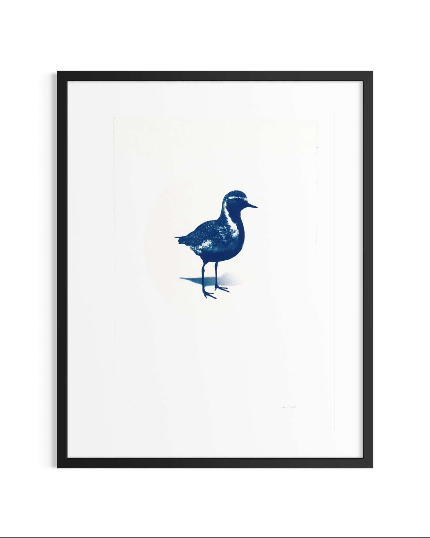 Lóa / Golden Plover  — Original Cyanotype