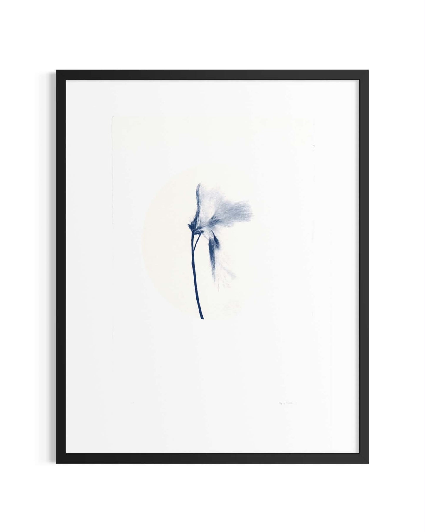 Fífa / Cottongrass — Original Cyanotype