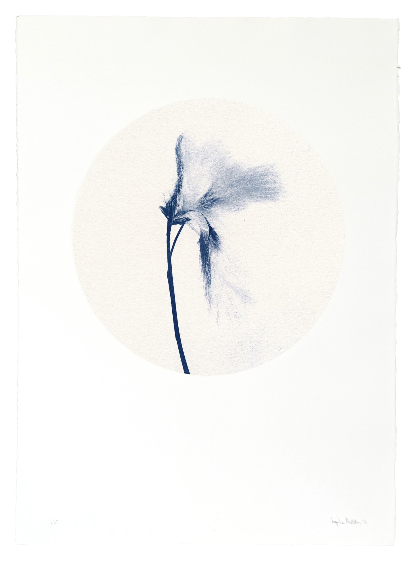 Fífa / Cottongrass — Original Cyanotype