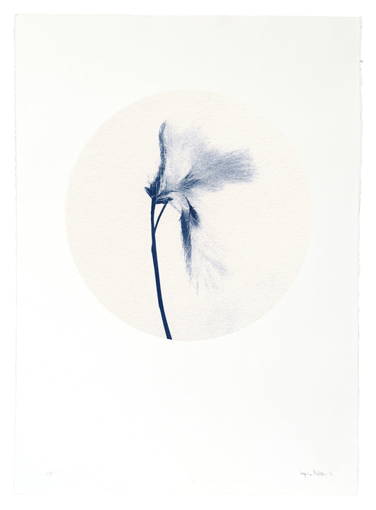Fífa / Cottongrass — Original Cyanotype