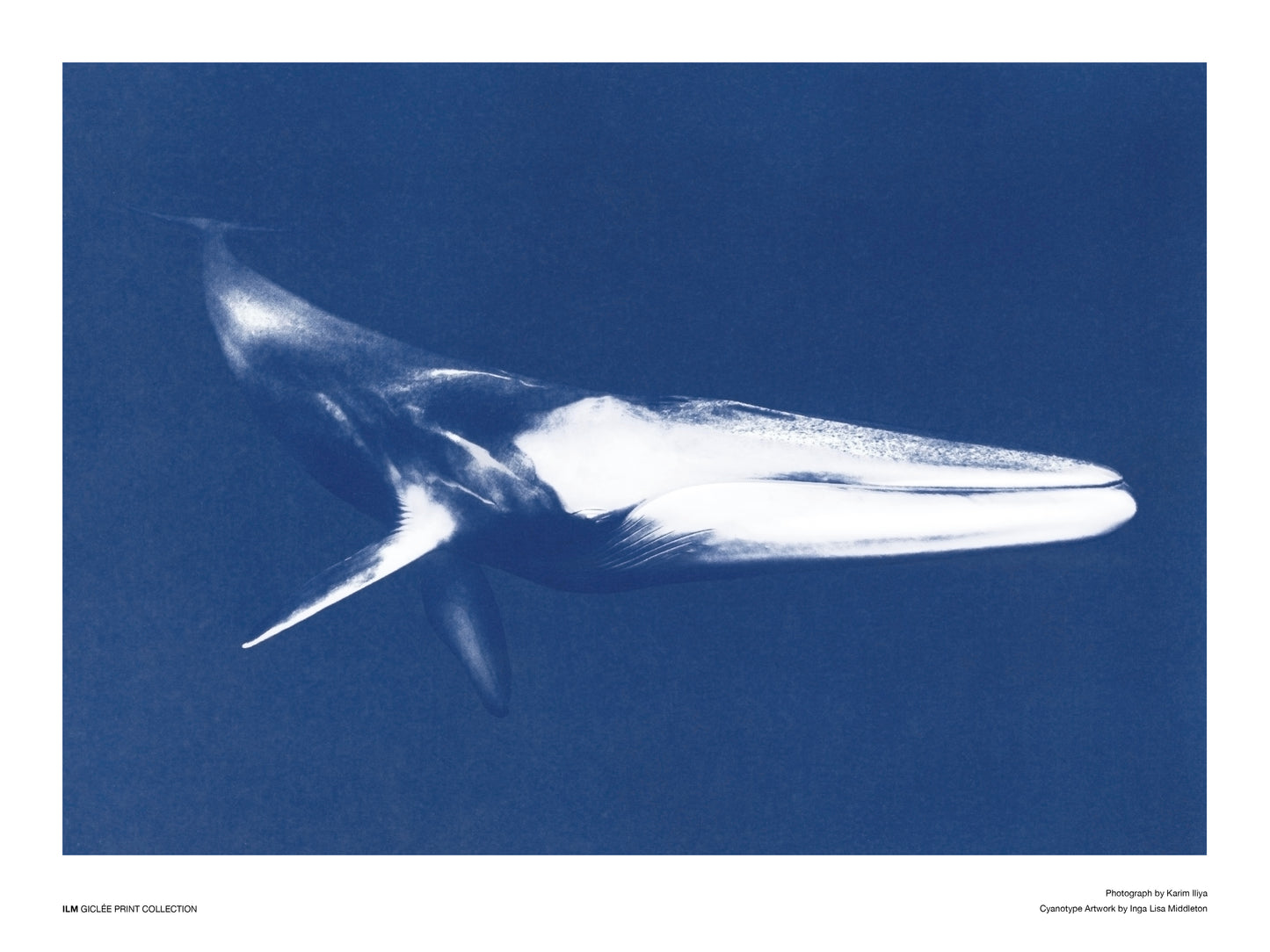 Fin whale - 30x40cm / 12x16"