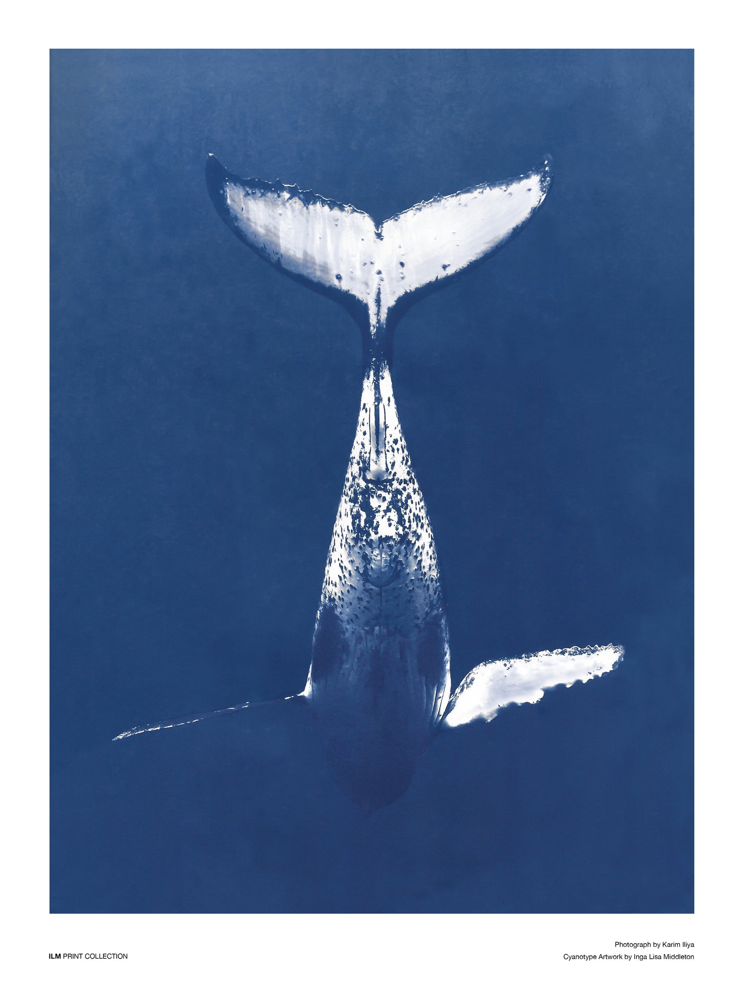 Humpback whale swimming down - A3 size: 30x40cm / 12x16in