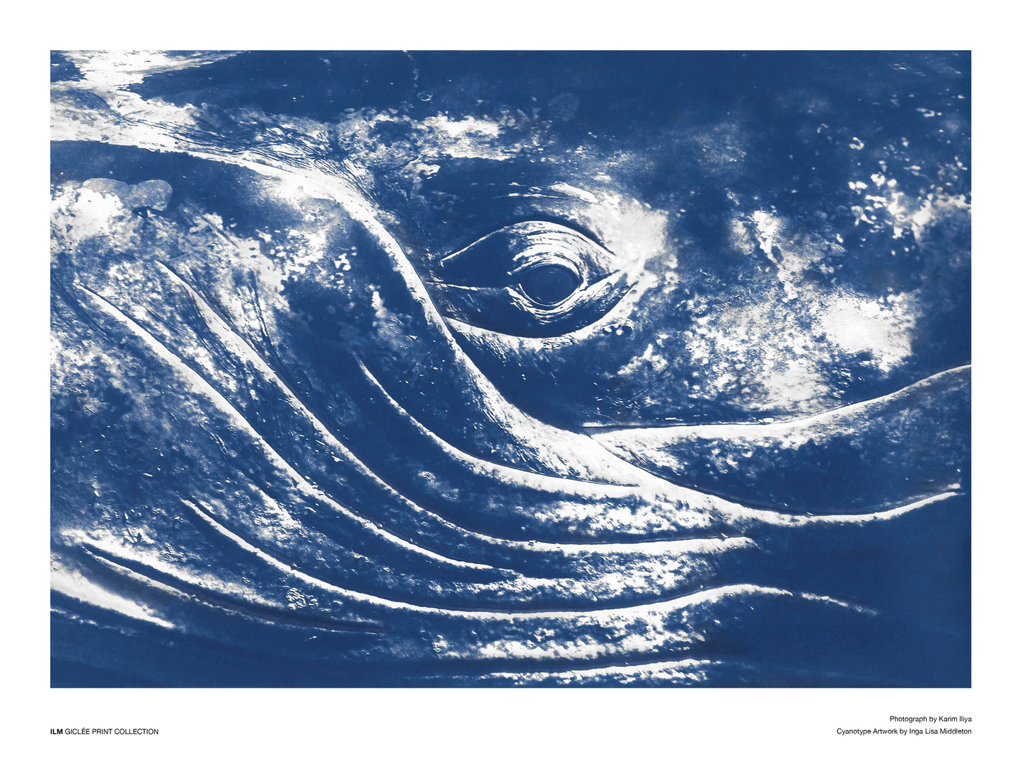 Humpback eye - 30x40cm / 12x16"