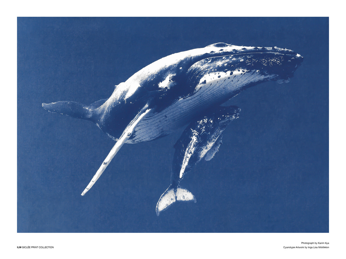 Humpback female and calf - 30x40cm / 12x16"