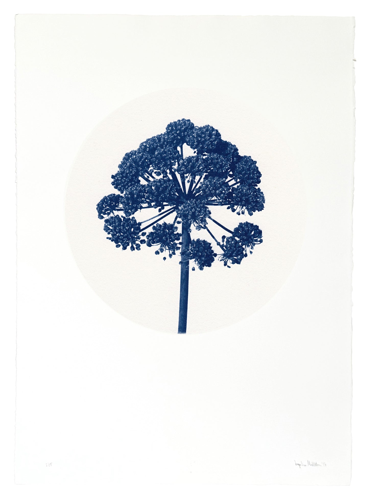 Hvönn / Angelica — Original Cyanotype