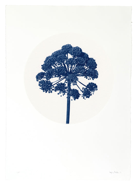 Hvönn / Angelica — Original Cyanotype
