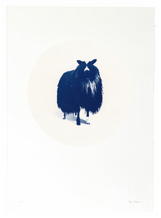 Kind / Sheep — Original Cyanotype.