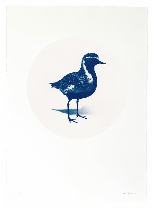 Lóa / Golden Plover  — Original Cyanotype