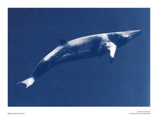 Minke whale - 30x40cm / 12x16"